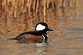 Hooded merganser